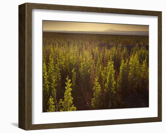 A Small Area of Green Vegetation in the Atacama Desert at Sunset-Alex Saberi-Framed Photographic Print