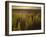 A Small Area of Green Vegetation in the Atacama Desert at Sunset-Alex Saberi-Framed Photographic Print