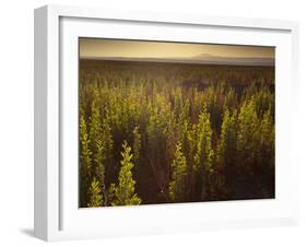 A Small Area of Green Vegetation in the Atacama Desert at Sunset-Alex Saberi-Framed Photographic Print