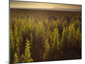 A Small Area of Green Vegetation in the Atacama Desert at Sunset-Alex Saberi-Mounted Photographic Print