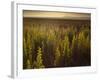 A Small Area of Green Vegetation in the Atacama Desert at Sunset-Alex Saberi-Framed Photographic Print