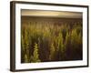 A Small Area of Green Vegetation in the Atacama Desert at Sunset-Alex Saberi-Framed Photographic Print