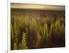 A Small Area of Green Vegetation in the Atacama Desert at Sunset-Alex Saberi-Framed Photographic Print