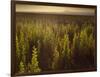 A Small Area of Green Vegetation in the Atacama Desert at Sunset-Alex Saberi-Framed Photographic Print