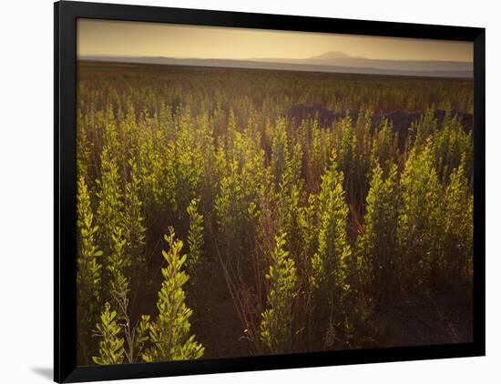 A Small Area of Green Vegetation in the Atacama Desert at Sunset-Alex Saberi-Framed Photographic Print