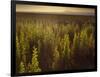 A Small Area of Green Vegetation in the Atacama Desert at Sunset-Alex Saberi-Framed Photographic Print