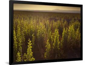 A Small Area of Green Vegetation in the Atacama Desert at Sunset-Alex Saberi-Framed Photographic Print