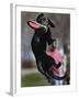 A Small Black Labrador Retriever Leaps for a Soft Frisbee-null-Framed Photographic Print