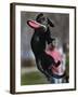 A Small Black Labrador Retriever Leaps for a Soft Frisbee-null-Framed Photographic Print