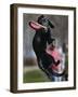 A Small Black Labrador Retriever Leaps for a Soft Frisbee-null-Framed Photographic Print