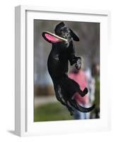 A Small Black Labrador Retriever Leaps for a Soft Frisbee-null-Framed Photographic Print