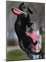 A Small Black Labrador Retriever Leaps for a Soft Frisbee-null-Mounted Photographic Print