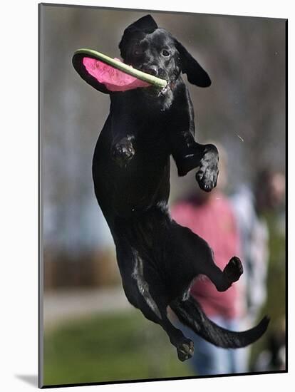 A Small Black Labrador Retriever Leaps for a Soft Frisbee-null-Mounted Photographic Print