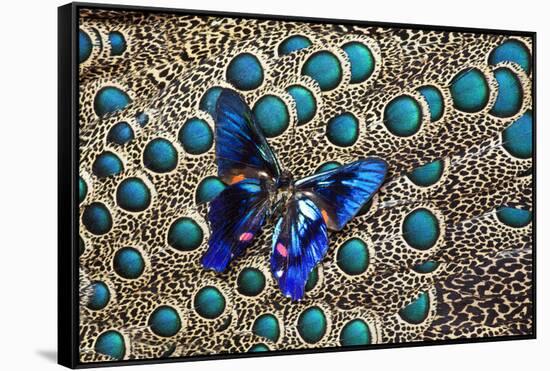 A Small Blue Butterfly on Malayan Peacock-Pheasant Feather Design-Darrell Gulin-Framed Stretched Canvas