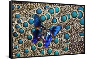 A Small Blue Butterfly on Malayan Peacock-Pheasant Feather Design-Darrell Gulin-Framed Stretched Canvas