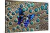 A Small Blue Butterfly on Malayan Peacock-Pheasant Feather Design-Darrell Gulin-Stretched Canvas