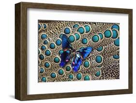 A Small Blue Butterfly on Malayan Peacock-Pheasant Feather Design-Darrell Gulin-Framed Photographic Print