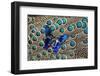 A Small Blue Butterfly on Malayan Peacock-Pheasant Feather Design-Darrell Gulin-Framed Photographic Print