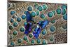 A Small Blue Butterfly on Malayan Peacock-Pheasant Feather Design-Darrell Gulin-Mounted Photographic Print