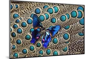 A Small Blue Butterfly on Malayan Peacock-Pheasant Feather Design-Darrell Gulin-Mounted Photographic Print