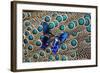 A Small Blue Butterfly on Malayan Peacock-Pheasant Feather Design-Darrell Gulin-Framed Photographic Print