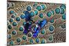 A Small Blue Butterfly on Malayan Peacock-Pheasant Feather Design-Darrell Gulin-Mounted Photographic Print