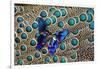 A Small Blue Butterfly on Malayan Peacock-Pheasant Feather Design-Darrell Gulin-Framed Photographic Print