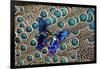 A Small Blue Butterfly on Malayan Peacock-Pheasant Feather Design-Darrell Gulin-Framed Photographic Print