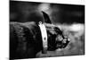 A Small Dog-Clive Nolan-Mounted Photographic Print