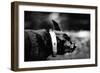 A Small Dog-Clive Nolan-Framed Photographic Print