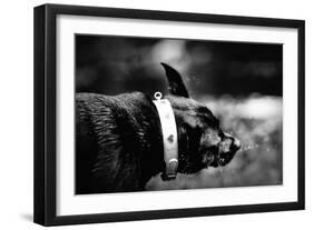 A Small Dog-Clive Nolan-Framed Photographic Print