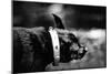 A Small Dog-Clive Nolan-Mounted Photographic Print