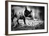 A Small Dog-Clive Nolan-Framed Photographic Print