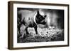 A Small Dog-Clive Nolan-Framed Photographic Print
