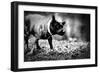 A Small Dog-Clive Nolan-Framed Photographic Print