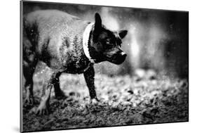 A Small Dog-Clive Nolan-Mounted Photographic Print