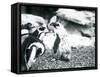 A Small Group of Black-Footed Penguins-Frederick William Bond-Framed Stretched Canvas