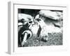 A Small Group of Black-Footed Penguins-Frederick William Bond-Framed Photographic Print