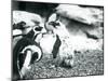 A Small Group of Black-Footed Penguins-Frederick William Bond-Mounted Photographic Print