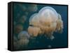 A Small Grouping of Jellyfish in Jellyfish Lake in Palau-Eric Peter Black-Framed Stretched Canvas