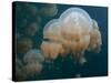 A Small Grouping of Jellyfish in Jellyfish Lake in Palau-Eric Peter Black-Stretched Canvas