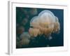 A Small Grouping of Jellyfish in Jellyfish Lake in Palau-Eric Peter Black-Framed Photographic Print