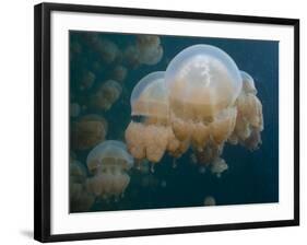 A Small Grouping of Jellyfish in Jellyfish Lake in Palau-Eric Peter Black-Framed Photographic Print