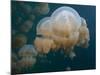 A Small Grouping of Jellyfish in Jellyfish Lake in Palau-Eric Peter Black-Mounted Photographic Print