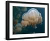 A Small Grouping of Jellyfish in Jellyfish Lake in Palau-Eric Peter Black-Framed Photographic Print