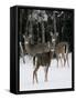 A Small Herd of White-Tailed Deer Wait at the Edge of the Woods-null-Framed Stretched Canvas