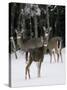 A Small Herd of White-Tailed Deer Wait at the Edge of the Woods-null-Stretched Canvas