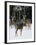 A Small Herd of White-Tailed Deer Wait at the Edge of the Woods-null-Framed Photographic Print