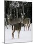 A Small Herd of White-Tailed Deer Wait at the Edge of the Woods-null-Mounted Photographic Print