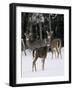 A Small Herd of White-Tailed Deer Wait at the Edge of the Woods-null-Framed Photographic Print